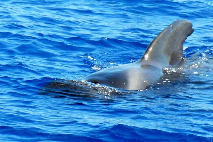 Private Yacht Excursion from Puerto Colon 3 hours
