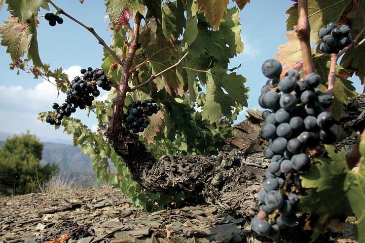 WINE TOUR PRIORAT: Visit 2 Top Wineries, Wine Tasting & Gourmet Lunch