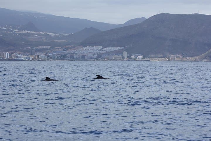 Pilot Whale (Globicephala macrorhynchus)