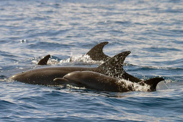 Learn about dolphin families, social structure and hunting strategy.