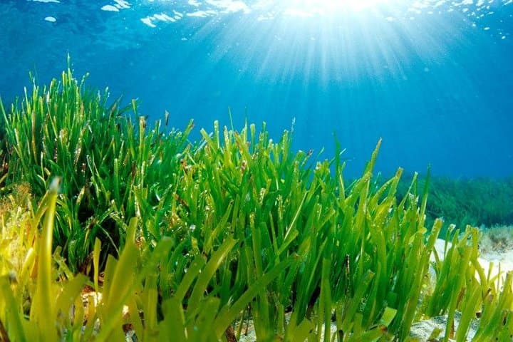 Poseidoniat :
is an algae of vital importance for the Mediterranean, so when anchoring your boat you must take into account to look for a space where the bottom is sandy.