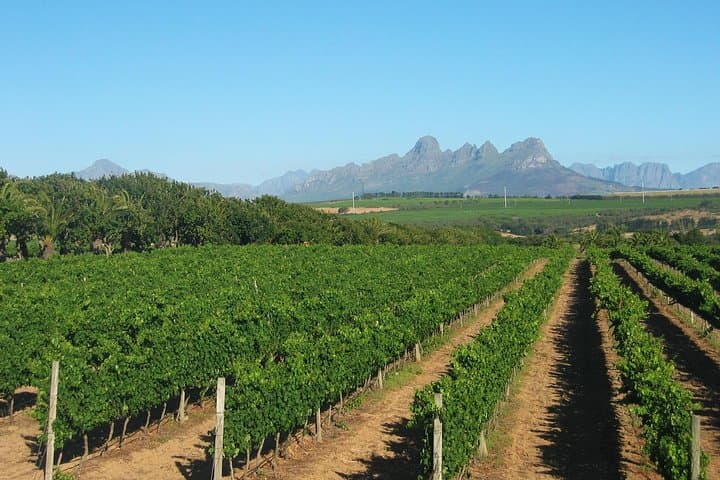 Wine & Cava Penedes Tour: Wineries, Wine Tasting and Tapas