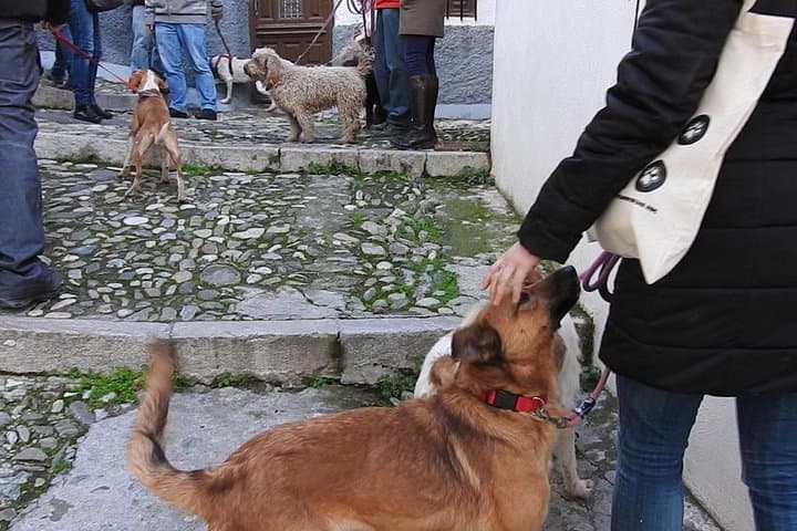 Guided visit to the Realejo with dogs