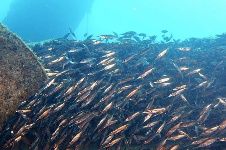 PADI Open Water Course in Gran Canaria