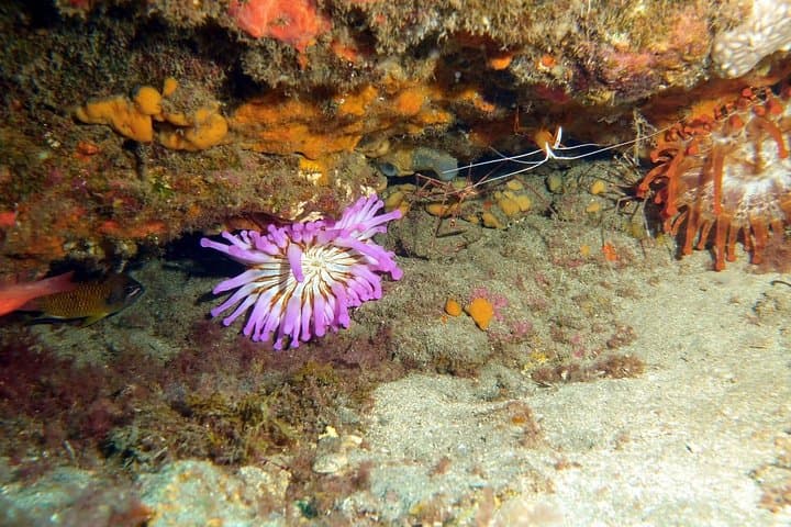 PADI Open Water Course in Gran Canaria