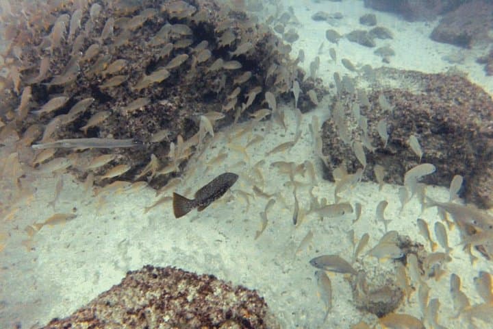 2 Dive Package for PADI Qualified Divers in Gran Canaria