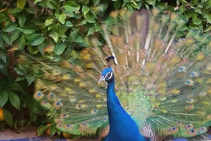 Residents of Alcazar