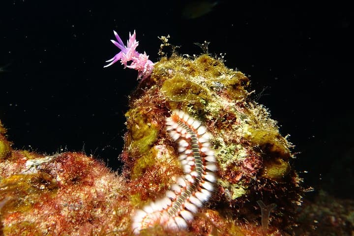 Snail and fireworm