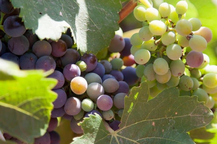 Mallorca Half Day Private Wine Tour with Wine Tasting