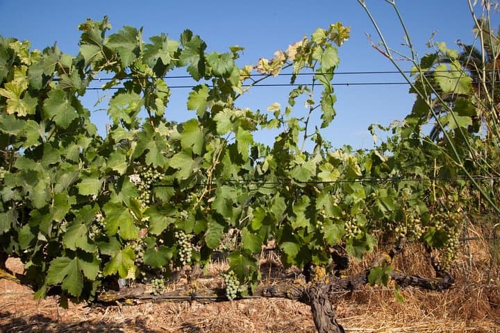 Mallorca Half Day Private Wine Tour with Wine Tasting