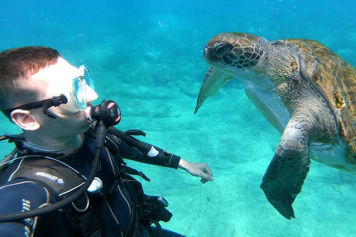 Turtle in Palm Mar