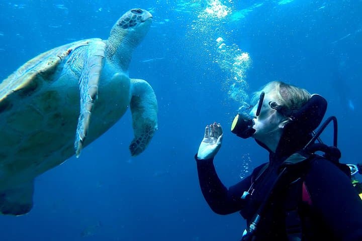 Turtle dive