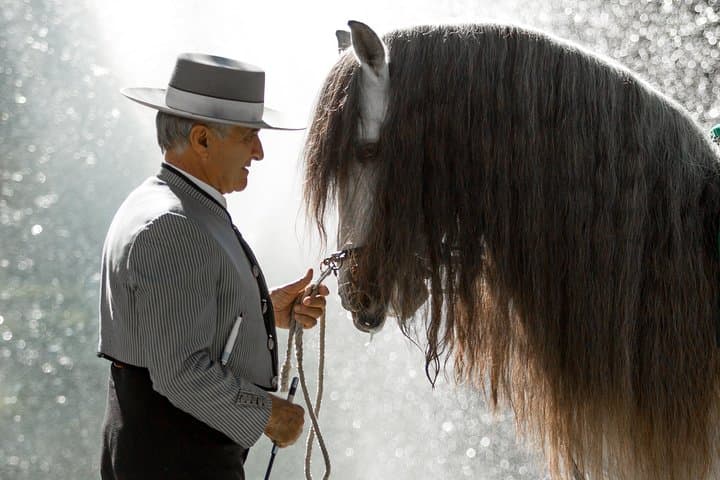 Horse and Flamenco Show in Malaga