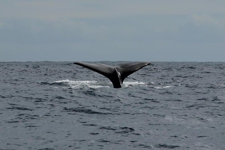 Costa Adeje : Cetacean sighting in Tenerife South