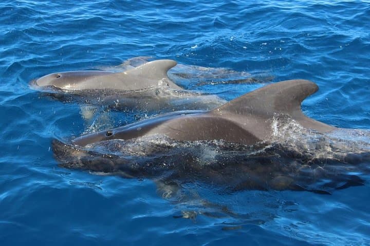 Costa Adeje : Cetacean sighting in Tenerife South