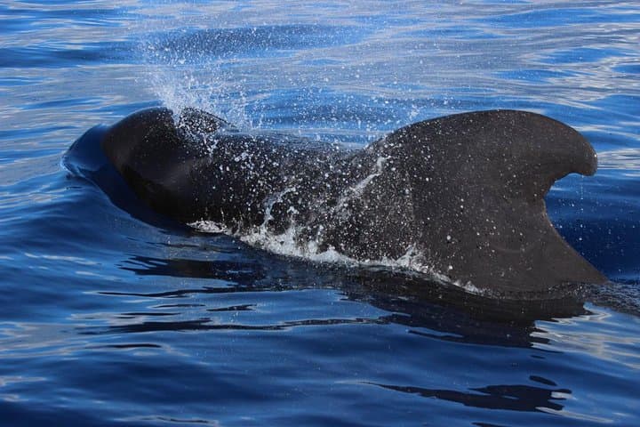 Costa Adeje : Cetacean sighting in Tenerife South