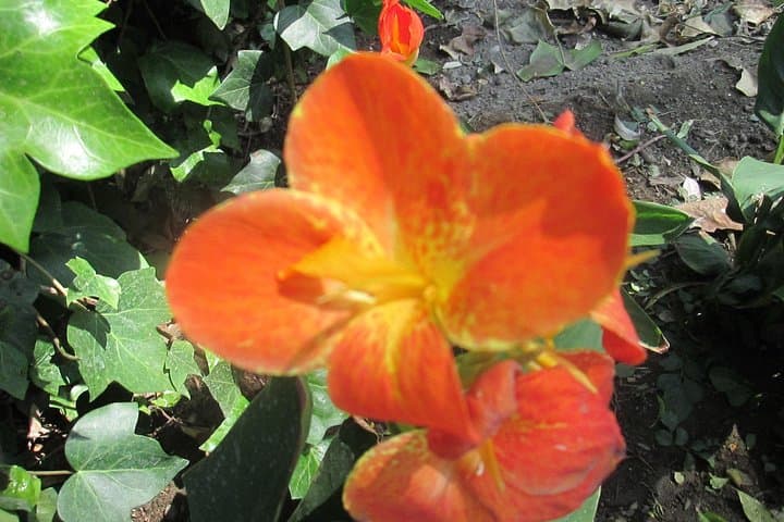 Flores del Parque de María Luisa/Flowers in María Luisa Park