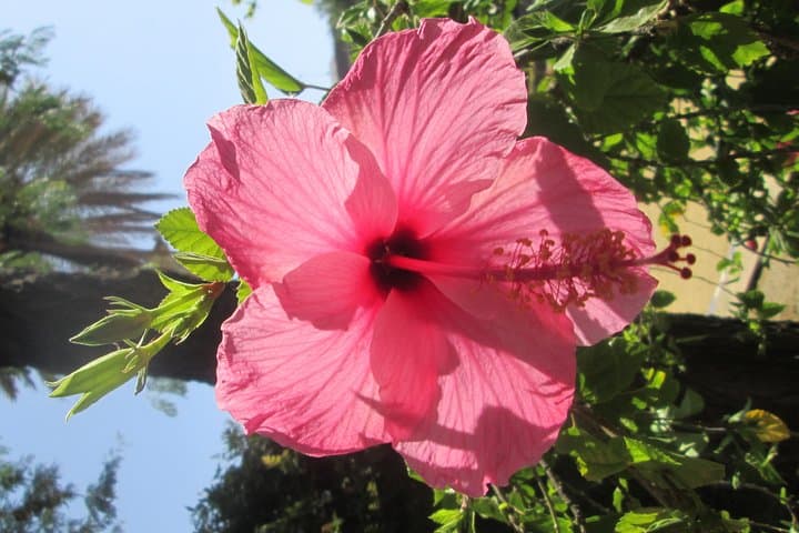 Pink hibiscus/Pink hibiscus flower