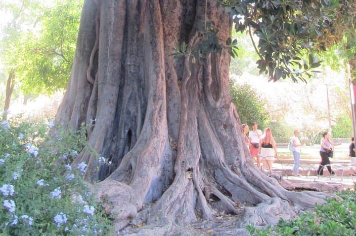 Ancient tree