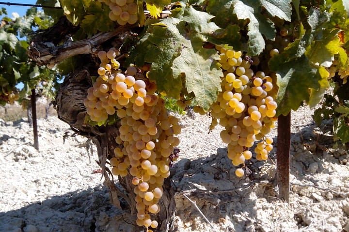 Sherry Experience in the Vineyard