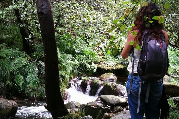 Forest Baths - Shinrin Yoku Therapeutic, in Celtic sacred forests