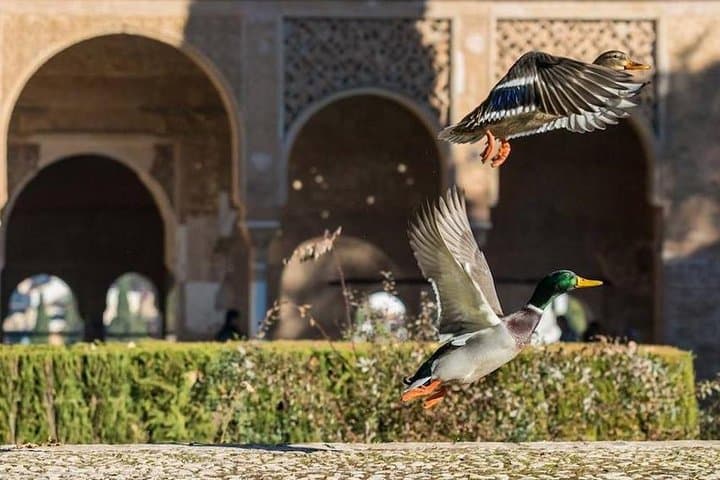 Alhambra Private/Small Group Tour & Nasrid Palaces Skip the Line