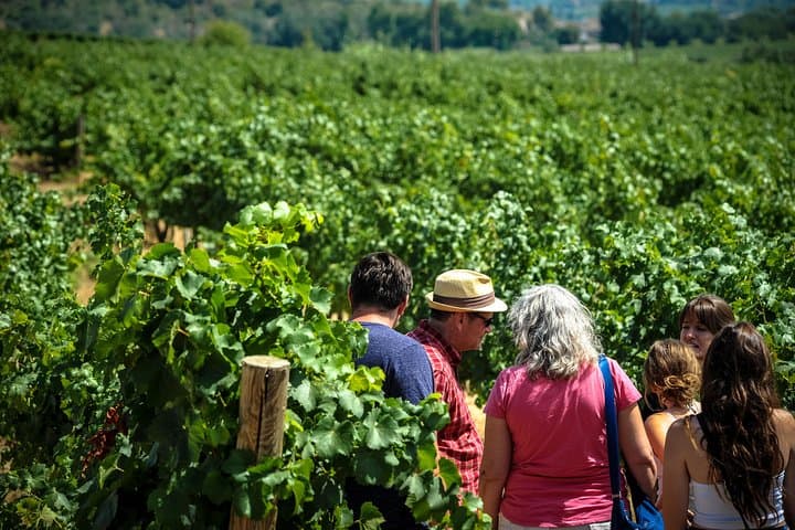 Learn all about the winemaking of the Penedes wine region.