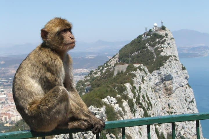Private Full Day Tour of Gibraltar, Marbella and Puerto Banus from Malaga Hotel