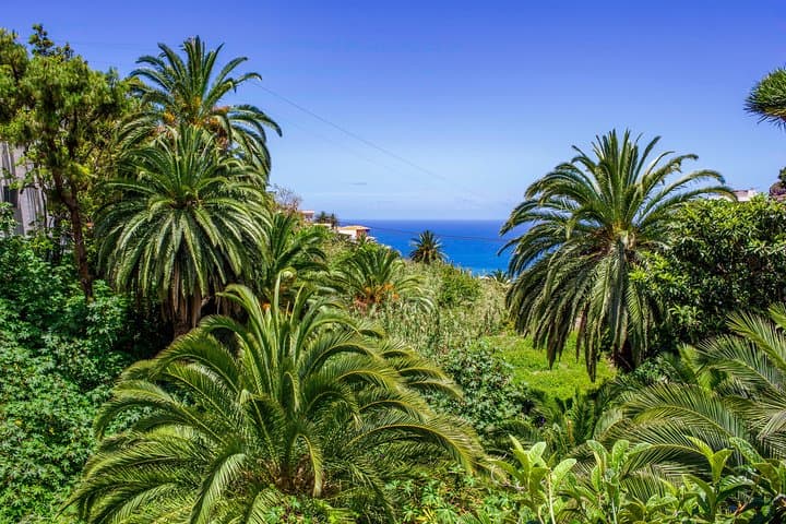 Palm trees vegetation