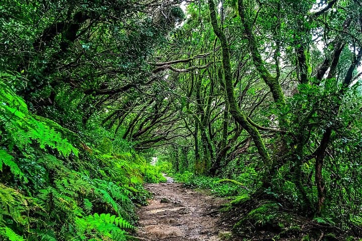Forest of Laurisilva in Anaga