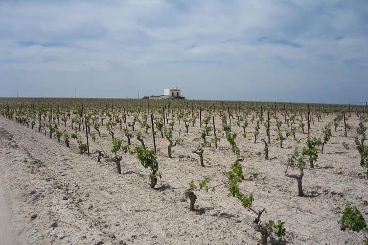 Private Jerez Winery and Jerez Brandy Experience from Seville Hotel pick up