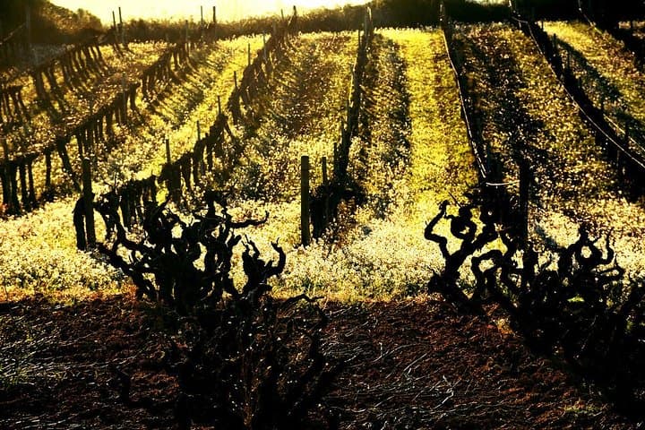 Winery Tour with Private Luxury Vehicle from Barcelona with Hotel pick up