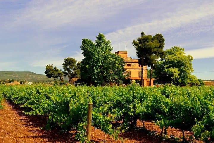 Winery Tour with Private Luxury Vehicle from Barcelona with Hotel pick up