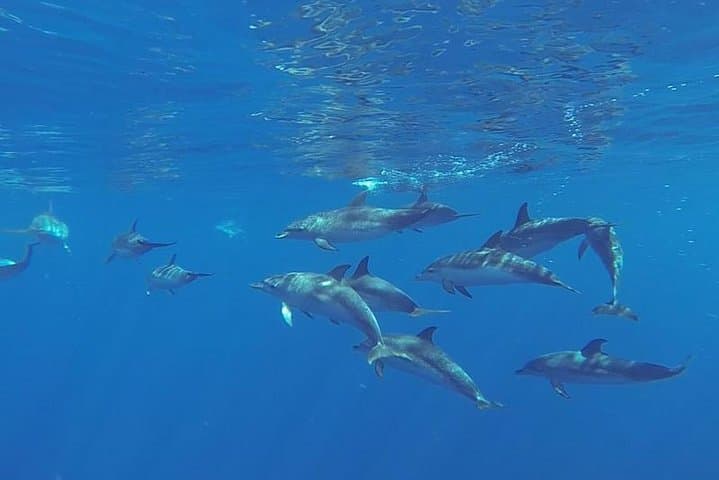 Spirit of the Sea: Cetacean sighting in Gran Canaria