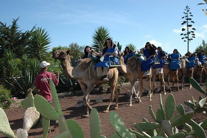 Camel Riding Tour at El Tanque Ranch in Tenerife