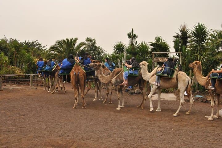 Camel Riding Tour at El Tanque Ranch in Tenerife