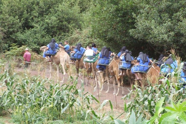 Camel Riding Tour at El Tanque Ranch in Tenerife