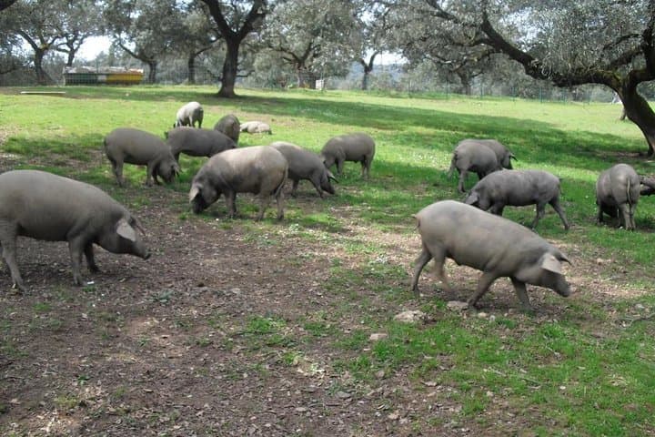 Private Iberian ham tour to the Sierra de Aracena