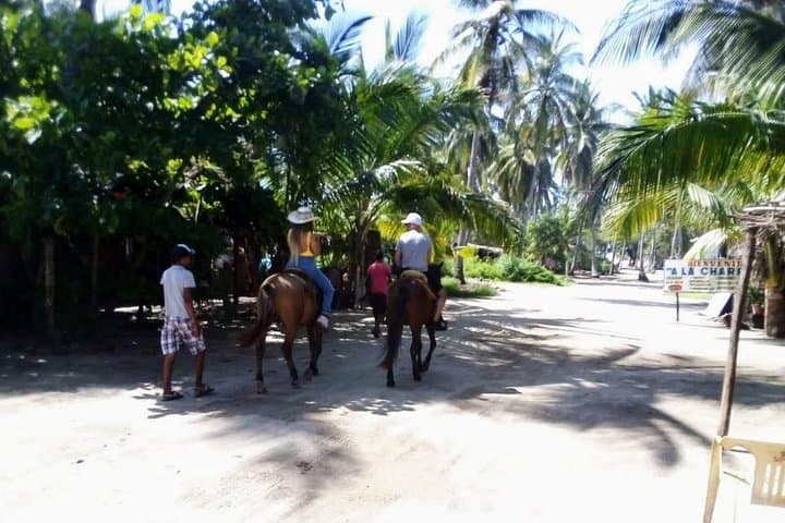 Boat Ride-Gentle Beach Beach Horseback Ride - Crocs - Turtles