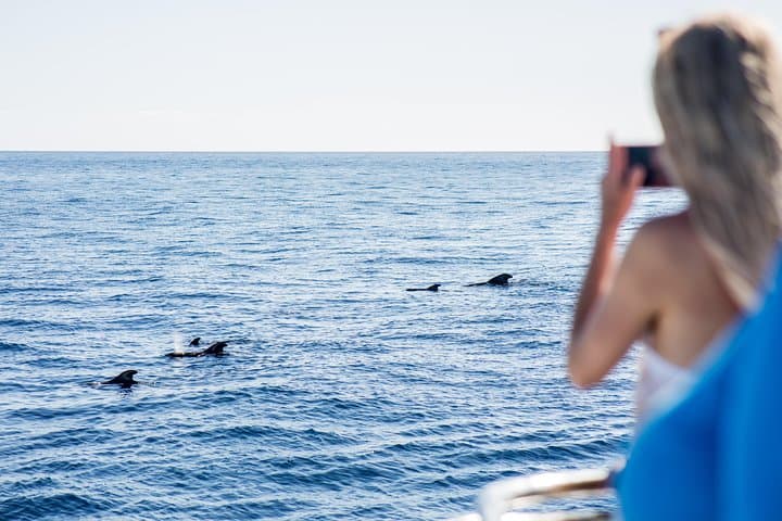 Royal Delfin 3H Dolphin & Whale Watching! Swimming & Lunch!