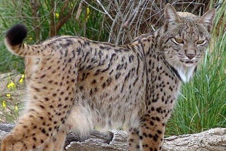DOÑANA NATIONAL PARK (Iberian Lynx)