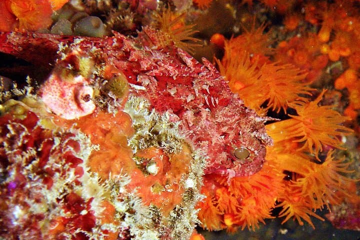 Baptism of diving in the Natural Park of the Strait
