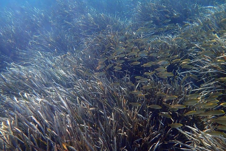 Snorkeling excursion to Tabarca Island