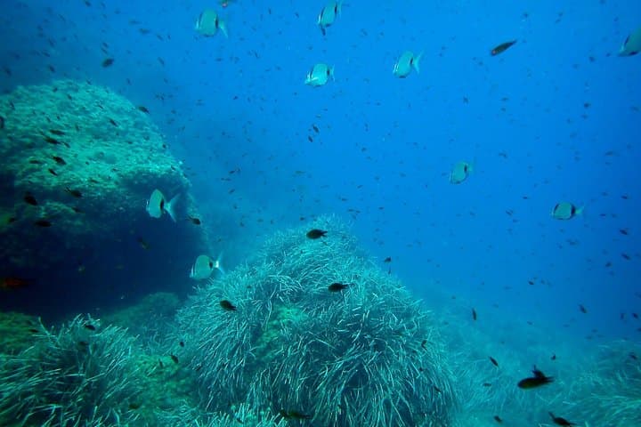 Snorkeling excursion to Tabarca Island