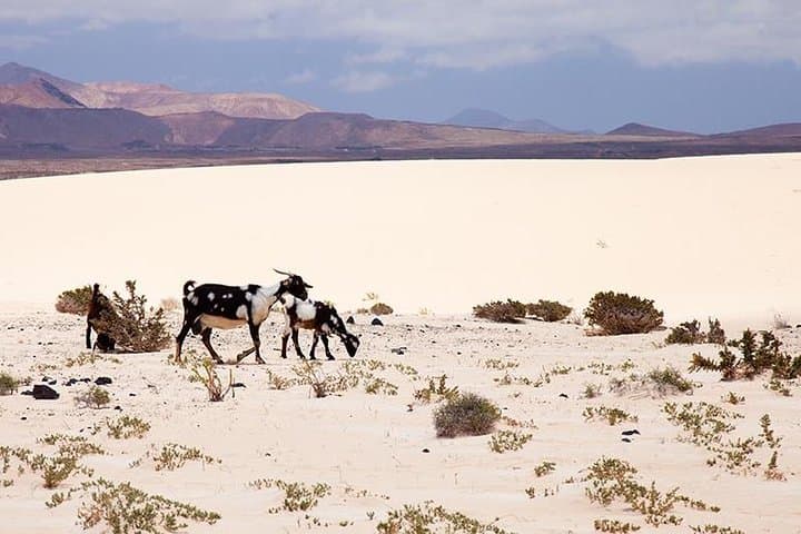 Fuerteventura from Lanzarote