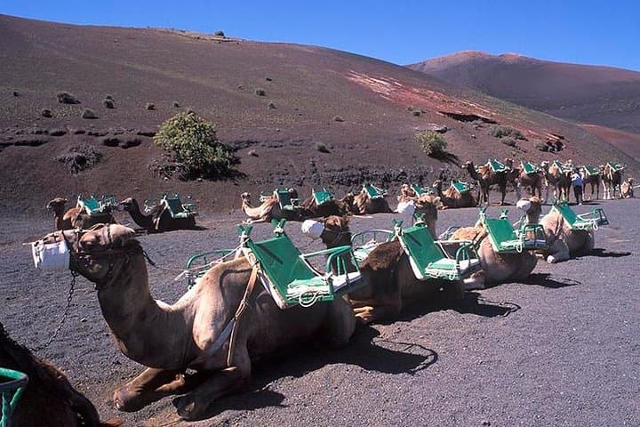 Camel Ride