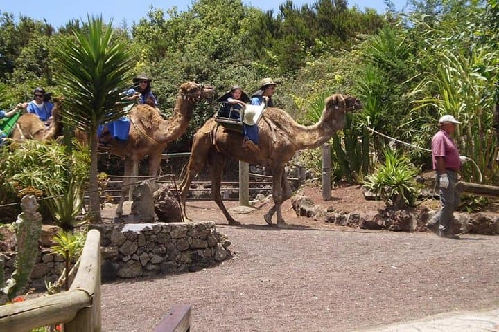 Camel Riding Tour at El Tanque Ranch in Tenerife
