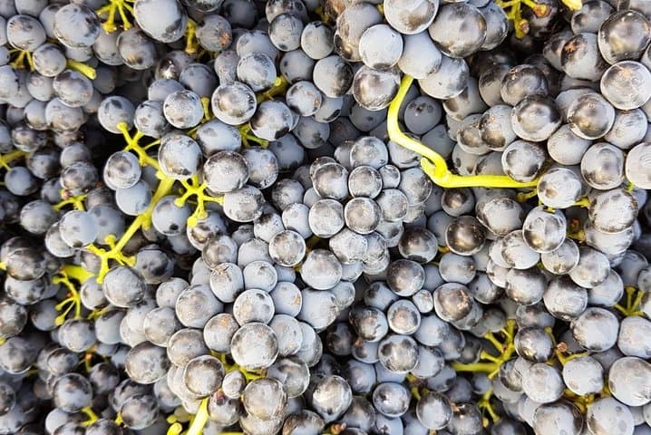 VIP Ronda Wine Tour and Tasting and Gourmet Lunch Experience with Winemaker