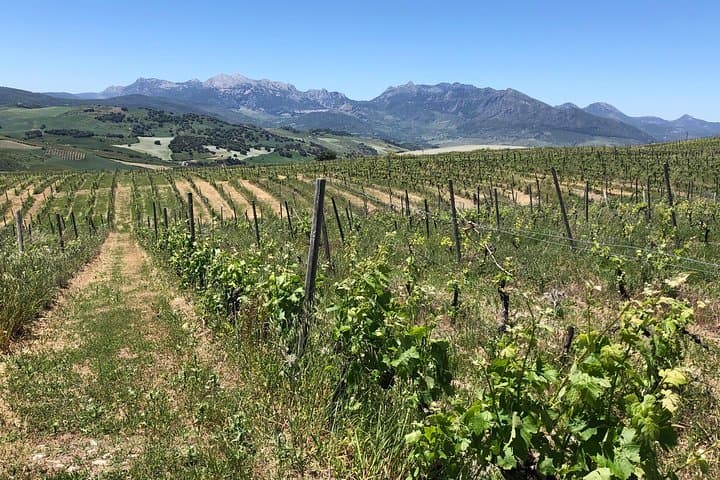 VIP Ronda Wine Tour and Tasting and Gourmet Lunch Experience with Winemaker
