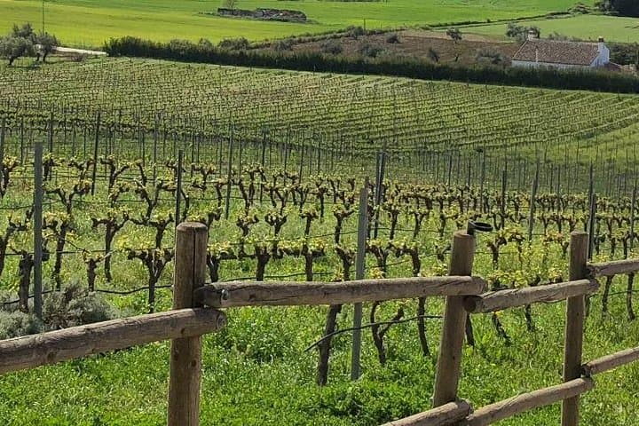 VIP Ronda Wine Tour and Tasting and Gourmet Lunch Experience with Winemaker